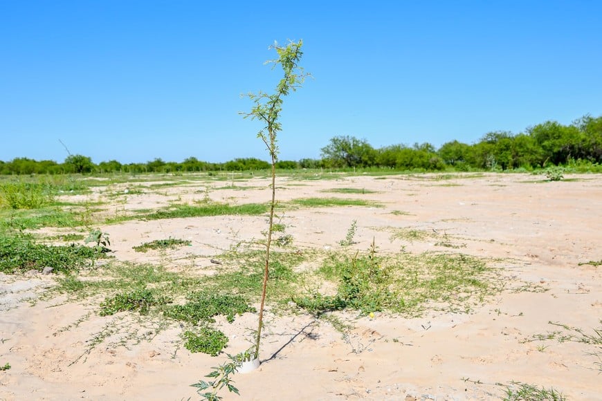 Un ejemplar plantado en el ex basural