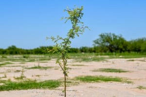 Un ejemplar plantado en el ex basural. Archivo