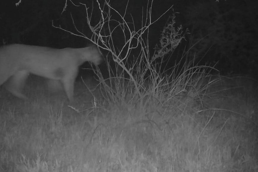 Imagen nocturna del  puma, captada en 2023 y dada a conocer ahora. Crédito: Parque Nacional Islas de Santa Fe.