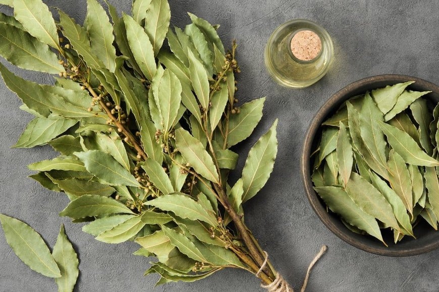 El laurel, símbolo de sabiduría y protección, utilizado en prácticas tradicionales.