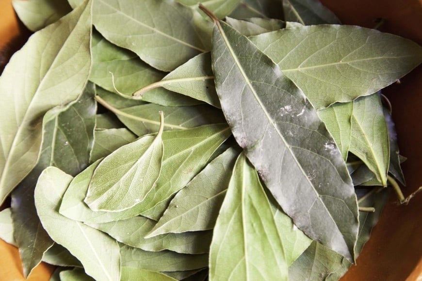 La hoja de laurel, un símbolo de buena suerte y bienestar para quienes habitan el hogar.