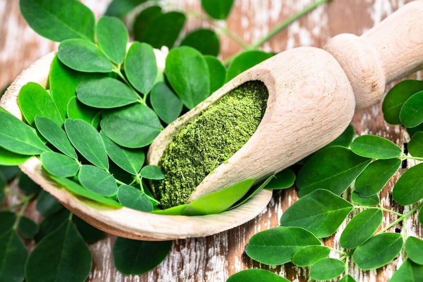 Consumir moringa en forma de té, polvo o cápsulas es una forma sencilla de aprovechar sus beneficios.