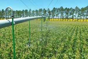 Sistema de riego artificial en la zona rural de Avellaneda.
Foto: Gentileza