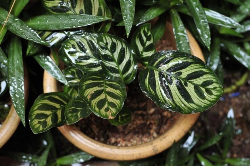 La Calathea makoyana se adapta a tu hogar y es tendencia este año.