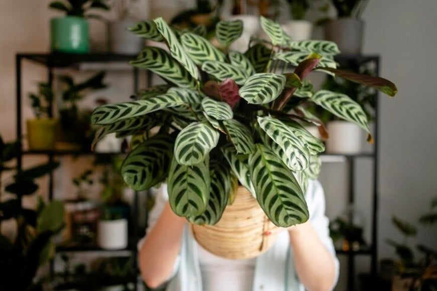 Añade frescura y un toque exótico a tu decoración con la Calathea makoyana.