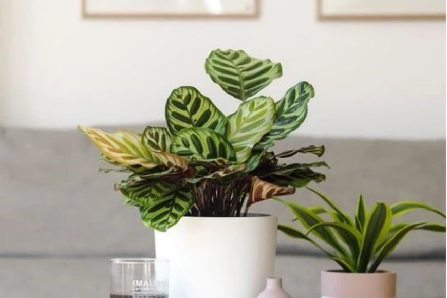 Perfecta para espacios con poca luz, la Calathea makoyana es resistente y hermosa.