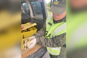 Viajaba con 150 patos en el baúl de su vehículo. Gentileza