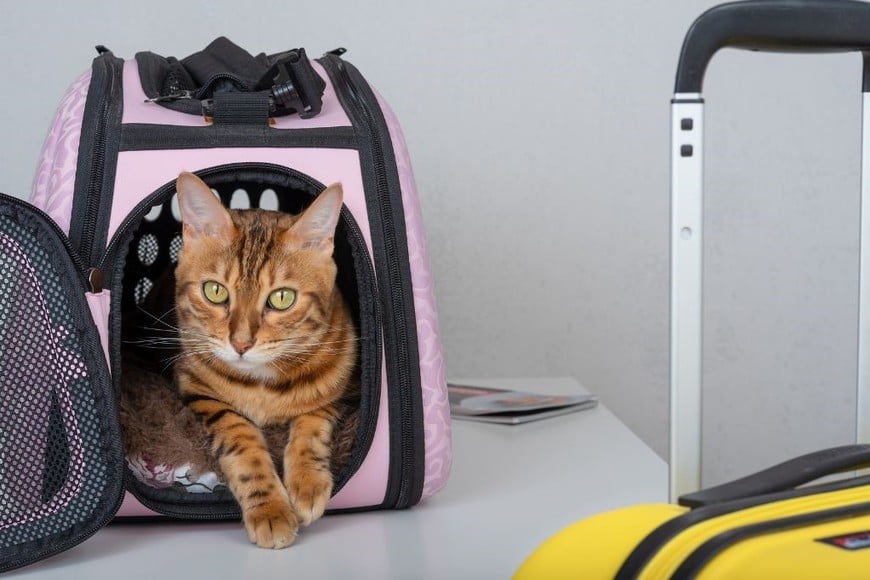 Viajar con tu mascota no tiene que ser complicado, solo necesitas un poco de organización.