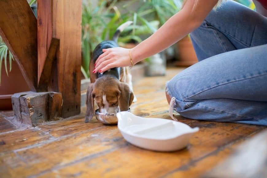 Elegir alojamiento pet-friendly es clave para unas vacaciones sin preocupaciones.