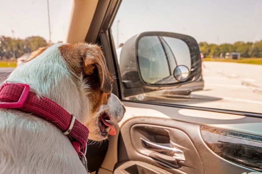 Cada destino tiene algo especial para disfrutar junto a tu mascota, solo necesitas prepararte.