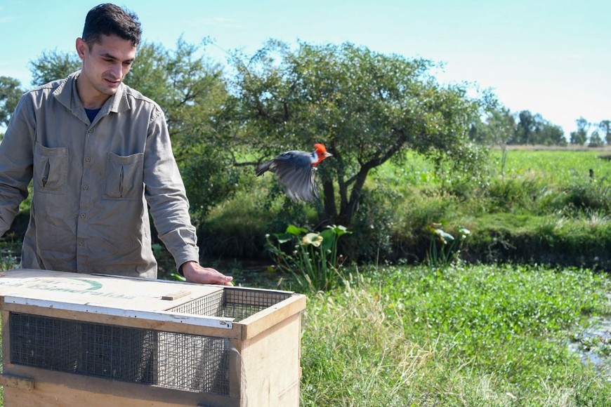 Estas iniciativas, sumadas al Plan Nacional para la Conservación del Venado de las Pampas y a programas de educación ambiental, representan una apuesta integral para proteger la biodiversidad santafesina y garantizar su preservación para las futuras generaciones.