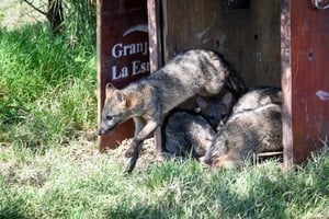 Estas iniciativas, sumadas al Plan Nacional para la Conservación del Venado de las Pampas y a programas de educación ambiental, representan una apuesta integral para proteger la biodiversidad santafesina y garantizar su preservación para las futuras generaciones.