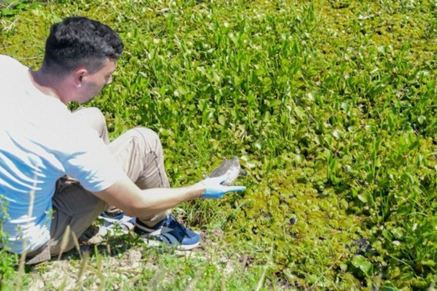 Estas iniciativas, sumadas al Plan Nacional para la Conservación del Venado de las Pampas y a programas de educación ambiental, representan una apuesta integral para proteger la biodiversidad santafesina y garantizar su preservación para las futuras generaciones.