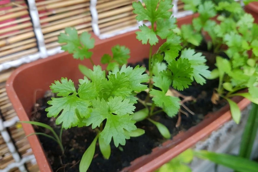 El cilantro aporta propiedades antioxidantes que protegen tu salud.