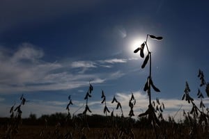 SOJA Soybeans are harvested from a field in Pergamino, on the outskirts of Buenos Aires, Argentina, May 15, 2024. REUTERS/Matias Baglietto