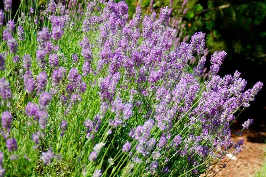 El aroma relajante de la lavanda también ahuyenta a los mosquitos.