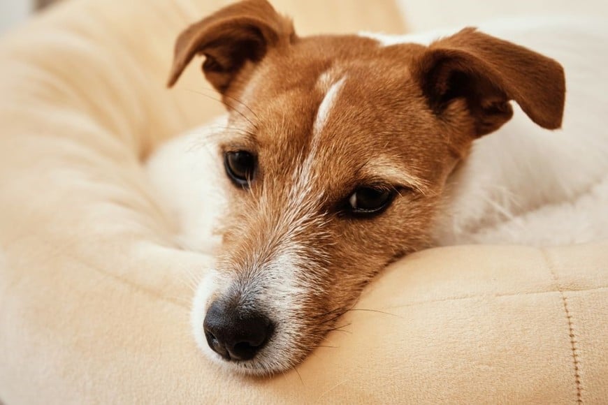 Detecta el insomnio en tu perro y mejora su descanso.