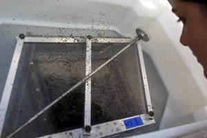 A technician from Oxitec inspects pupae of genetically modified Aedes aegypti mosquitoes in Campinas, Brazil, January 28, 2016. Oxitec, the UK subsidiary of U.S. synthetic biology company Intrexon, hopes to deploy a self-limiting genetically modified strain of insects to compete with normal Aedes aegypti. REUTERS/Paulo Whitaker campinas brasil  tecnicos laboratorio mosquitos geneticamente modificados Prevencion contagio virus zica  dengue Aedes Aegypti es el mosquito transmisor del virus del zika, dengue, chikungunya y la fiebre amarilla