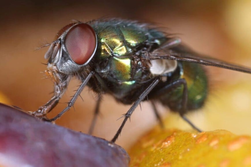 Ceratitis capitata, popularmente conocida como "Mosca de la Fruta".