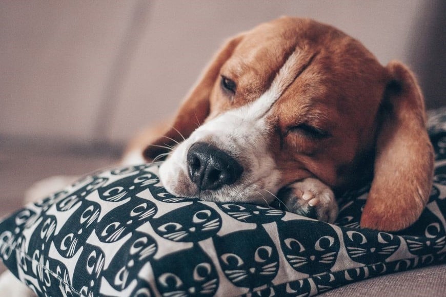 Consulta al veterinario si el insomnio persiste.