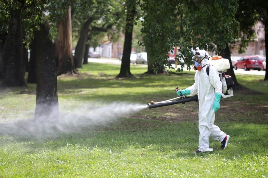 207.JPG

"No se controlan las poblaciones a partir de fumigar, porque a los 5, 10 minutos o media ahora, nacerán nuevos mosquitos", asegura la especialista, que además sostiene que "los insecticidas no son inocuos, son tóxicos". Crédito: Archivo / Pablo Aguirre