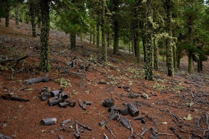 La deforestación, el mayor uso de energía de fuentes fósiles y las prácticas agrícolas intensivas conspiran contra la “salud” del planeta.