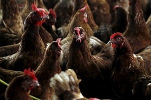 FILE PHOTO: Chickens are seen in a contaminate farm while workers from the Animal Protection Ministry prepare to cull them to contain an outbreak of bird flu, at a farm in the village of Modeste, Ivory Coast, August 14, 2015. REUTERS/Luc Gnago/File Photo