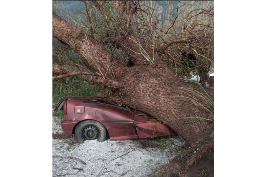 Un arbol cayó sobre un auto en medio del temporal