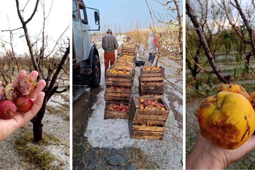 Las piedras dañaron los cultivos.