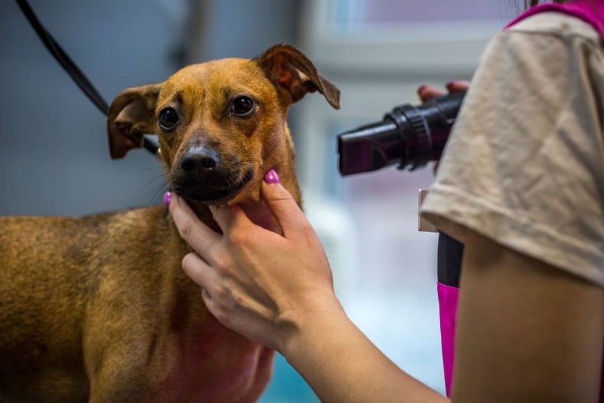 Acostumbra a tu perro al entorno del veterinario para reducir su ansiedad.