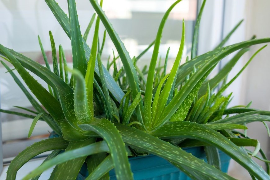 Reduce la temperatura de tu hogar con aloe vera, fácil de cuidar y refrescante.