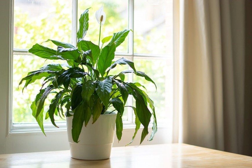 El espatifilo refresca y purifica el aire, perfecto para poca luz.