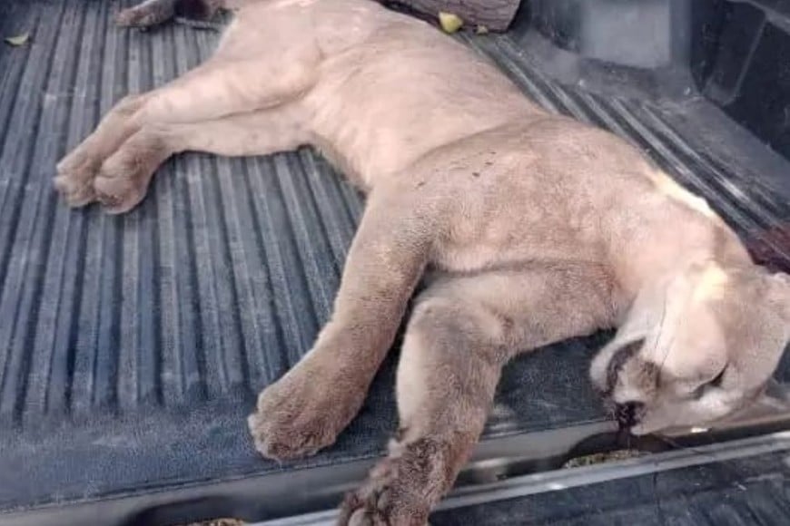 Un hombre cazó un puma y lo exhibió en sus redes sociales. Gentileza