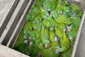 Tras ser examinadas por los veterinarios, las aves serán devueltas a su hábitat natural.