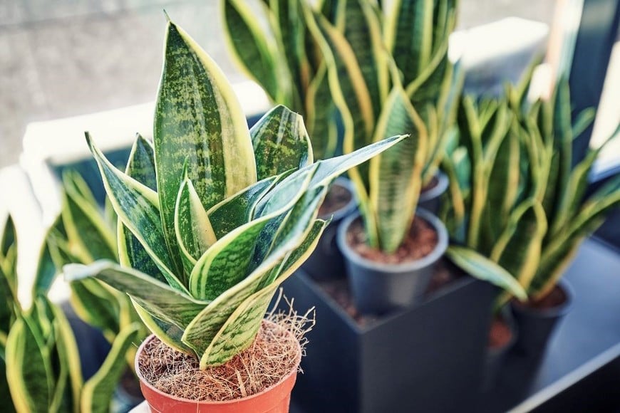 Mantén tus plantas saludables con estos trucos.