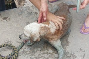 El animal, de avanzada edad, fue trasladado a una veterinaria para su recuperación.