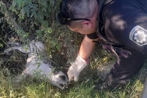 Los agentes trasladaron al can para que recibiera atención veterinaria urgente.