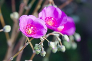 Una flor resistente y fácil de cuidar para cualquier espacio exterior.