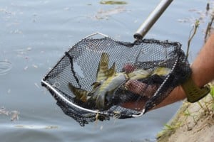 Las “chanchitas de agua” se alimentan fundamentalmente de mosquitos.