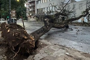 Calles anegadas y árboles caídos tras el fuerte temporal.