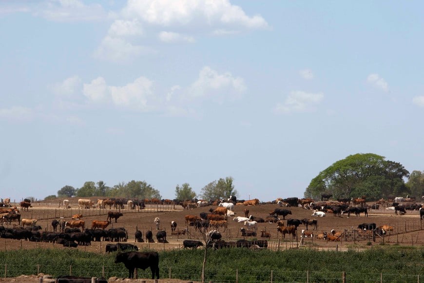 ARGENTINA/FEEDLOTS - Cows are seen inside a cattle pen at a feedlot in Santa Lucia, some 200 km (125 miles) northeast of Buenos Aires, in this picture taken on November 13, 2008. The image of cows grazing freely on the vast Pampas grasslands has long fostered Argentina's status as home to some of the world's best beef. Now that view across the Pampas is changing. Breaking with the tradition of grass-fed cattle that was once a source of pride for Argentine ranchers, many today are herding their cows into feedlots, looking to increase production efficiency and free up land for more profitable grains farming.  Picture taken on November 13, 2008.  To match feature ARGENTINA/FEEDLOTS   REUTERS/Marcos Brindicci (ARGENTINA) santa lucia buenos aires  ganaderia argentina campos vaca pastoreo cambios forma alimentacion adaptacion feedlots