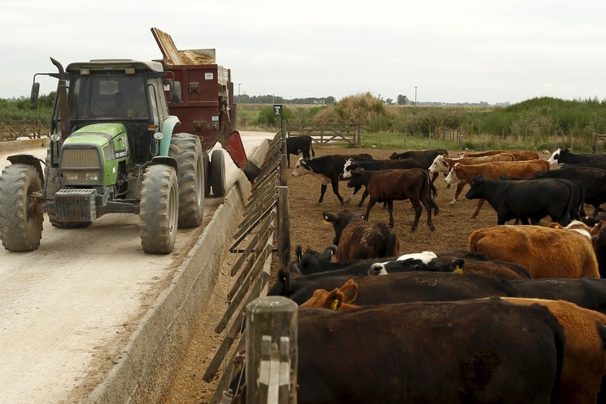 Cows feed inside a cattle pen at a feedlot in Magdalena, south of Buenos Aires January 14, 2016. Argentina could as much as double its beef shipments in the next two years, rebuilding its presence in the global marketplace, after the new center-right government scrapped export taxes and quotas on the red meat, meat industry groups said. Exports of world-famous Argentine steaks tumbled in past years, largely due to the trade controls imposed by the former left-leaning government which designed to keep local butchers well supplied and surpress prices. Picture taken January 14, 2016. REUTERS/Enrique Marcarian buenos aires magdalena  ganado vacuno en feedlot en estancia en magdalena ganado vacuno vacas