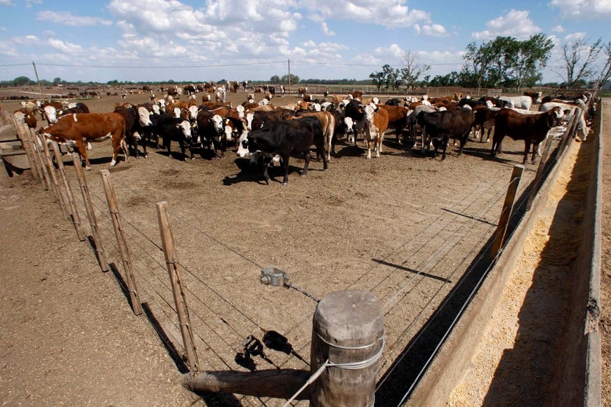 ARGENTINA/FEEDLOTS - Cows are seen inside a cattle pen at a feedlot in Santa Lucia, some 200 km (125 miles) northeast of Buenos Aires, in this picture taken on November 13, 2008. The image of cows grazing freely on the vast Pampas grasslands has long fostered Argentina's status as home to some of the world's best beef. Now that view across the Pampas is changing. Breaking with the tradition of grass-fed cattle that was once a source of pride for Argentine ranchers, many today are herding their cows into feedlots, looking to increase production efficiency and free up land for more profitable grains farming.  Picture taken on November 13, 2008.  To match feature ARGENTINA/FEEDLOTS  REUTERS/Marcos Brindicci (ARGENTINA) santa lucia buenos aires  ganaderia argentina campos vaca pastoreo cambios forma alimentacion adaptacion feedlots