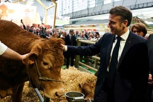 France's President Emmanuel Macron pets Limousin cow breed Oupette, the muse of the 2025 agricultural show during the opening day and inauguration by France's President of the 61st International Agricultural Fair (Salon de l'Agriculture) at the Porte de Versailles exhibition centre in Paris, on February 22, 2025. ALAIN JOCARD/Pool via REUTERS