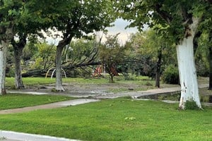 Importante cantidad de árboles caídos en la plaza. Foto: VerTv