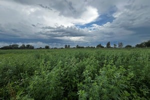 La alfalfa, la reina de las pasturas. Foto: Campolitoral