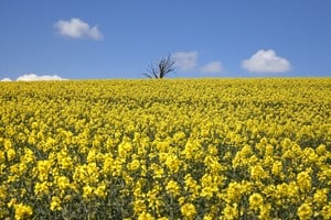 A tree is pictured behind a rapeseed field ahead of a Swiss vote on June 13 on two popular initiatives to curb the use of pesticides in agriculture, in Mex, Switzerland, April 15, 2021. REUTERS/Denis Balibouse     TPX IMAGES OF THE DAY