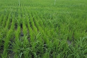 Desde la Red de Manejo de Plagas de Aapresid (REM) advierten que esta confirmación representa un desafío significativo para el manejo de malezas.