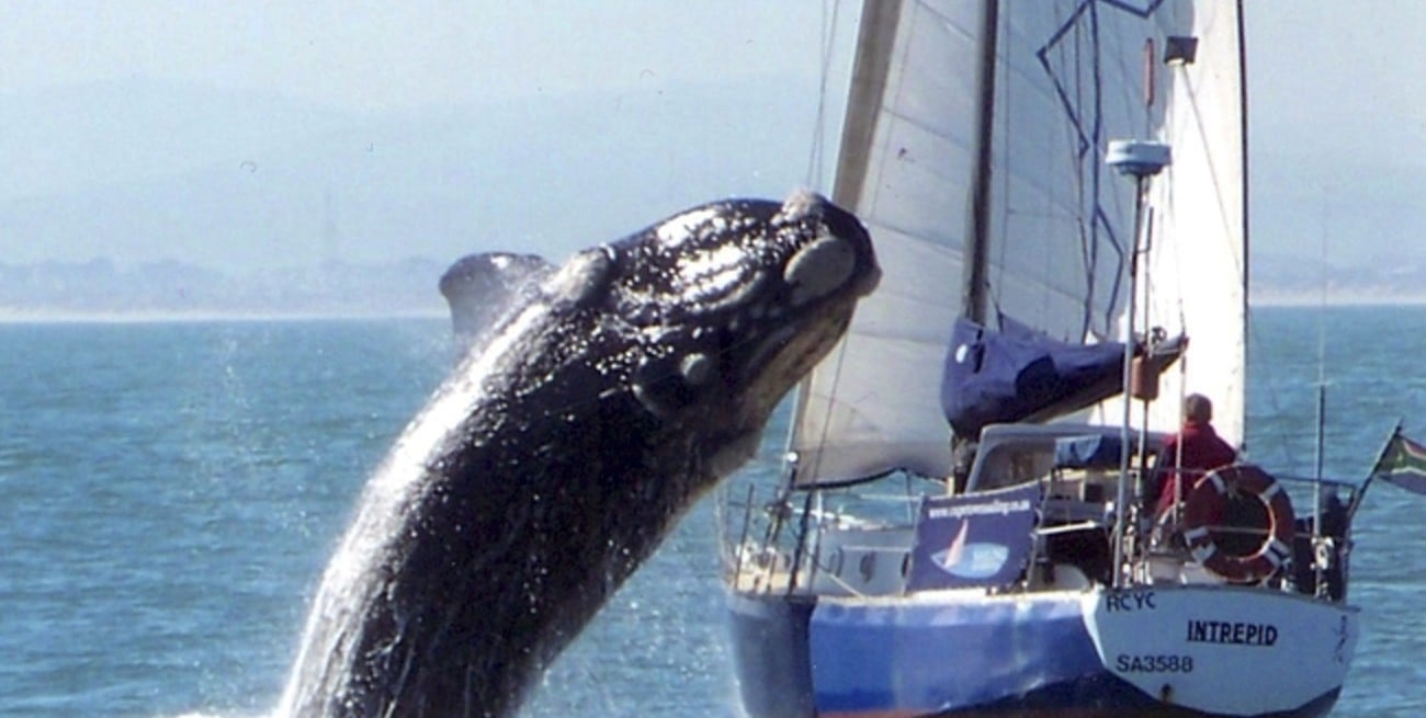 Una ballena de 40 toneladas cayó sobre un velero