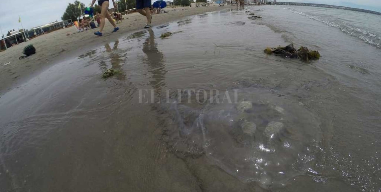 Medusas gigantes sorprenden en la playa de Puerto Madryn